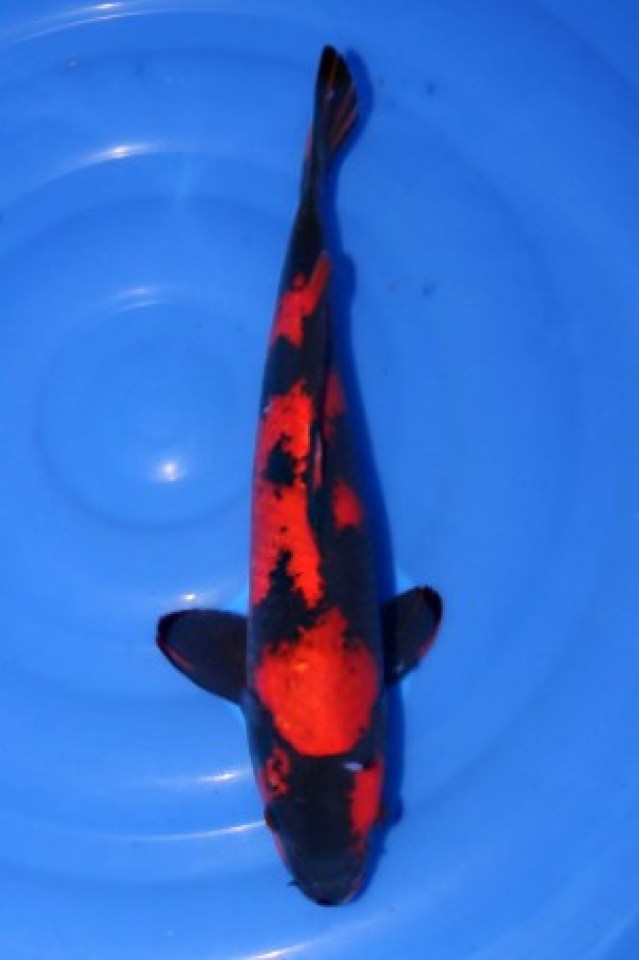 kat-Hi Utsuri